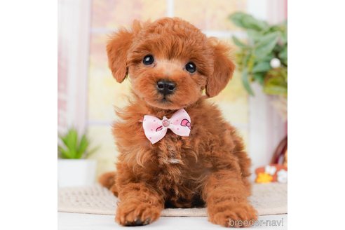 成約済の神奈川県のトイプードル-293541の7枚目