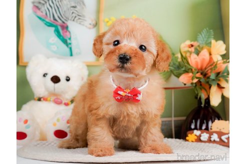 成約済の神奈川県のトイプードル-293543の12枚目