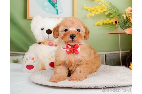 成約済の神奈川県のトイプードル-293543の8枚目