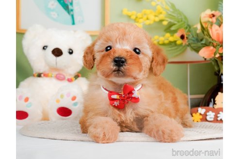 成約済の神奈川県のトイプードル-293543の9枚目