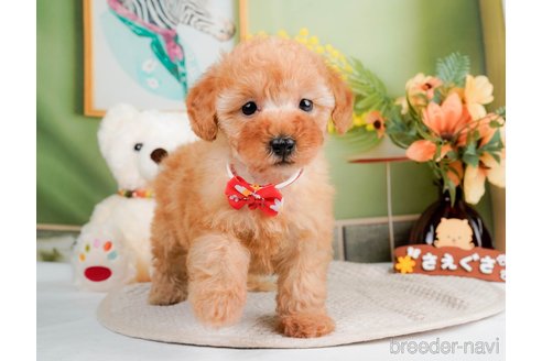 成約済の神奈川県のトイプードル-293543の10枚目