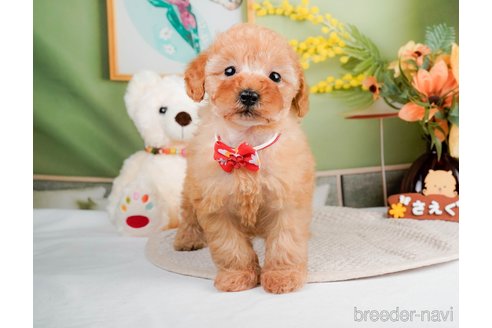 成約済の神奈川県のトイプードル-293543の11枚目