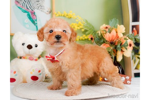 成約済の神奈川県のトイプードル-293543の3枚目