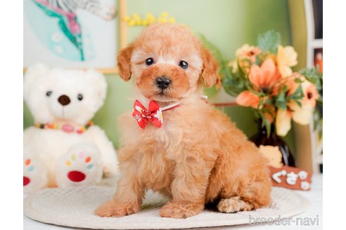 成約済の神奈川県のトイプードル-293543の4枚目