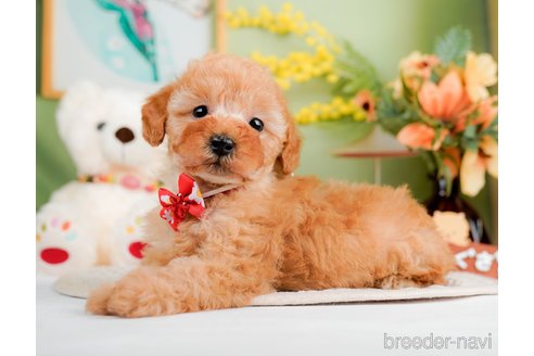 成約済の神奈川県のトイプードル-293543の5枚目