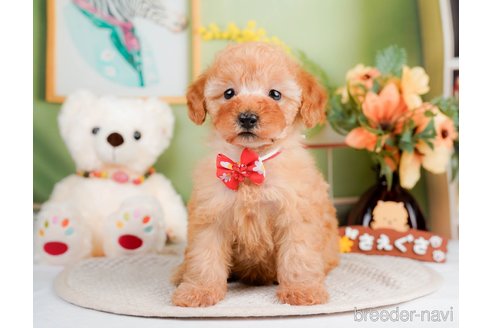 成約済の神奈川県のトイプードル-293543の6枚目