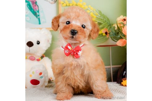 成約済の神奈川県のトイプードル-293543の7枚目