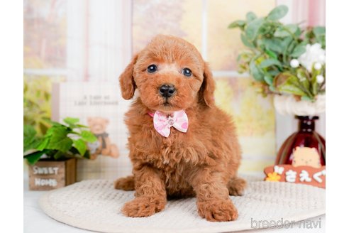 成約済の神奈川県のトイプードル-293558の11枚目