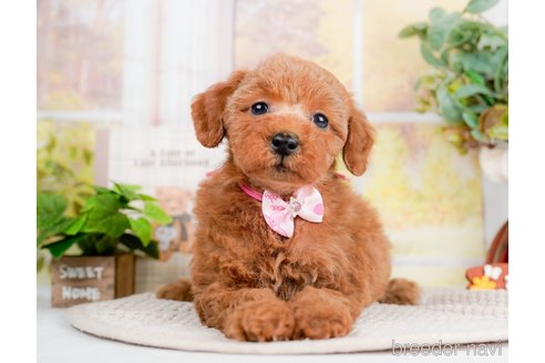 成約済の神奈川県のトイプードル-293558の5枚目