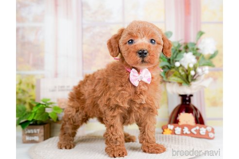 成約済の神奈川県のトイプードル-293558の8枚目