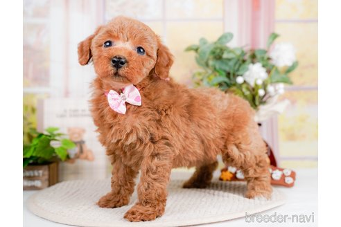 成約済の神奈川県のトイプードル-293558の10枚目