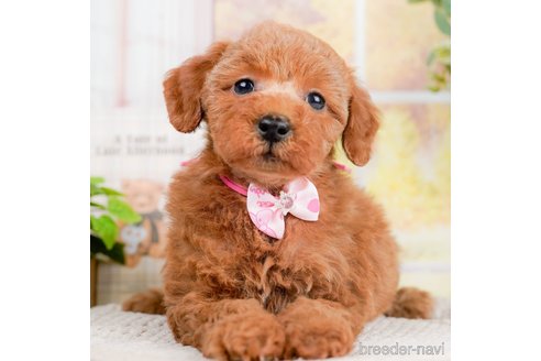 成約済の神奈川県のトイプードル-293558の1枚目