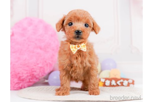 成約済の神奈川県のタイニープードル-293562の9枚目