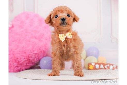 成約済の神奈川県のタイニープードル-293562の10枚目