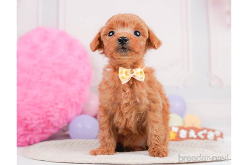 成約済の神奈川県のタイニープードル-293562の11枚目