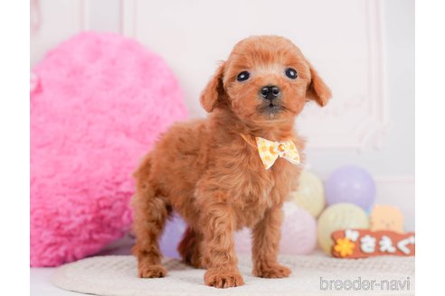 成約済の神奈川県のタイニープードル-293562の12枚目