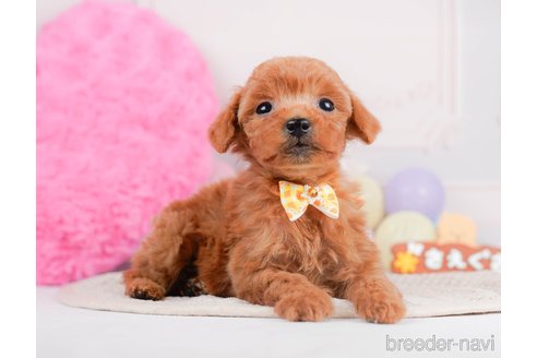 成約済の神奈川県のタイニープードル-293562の3枚目