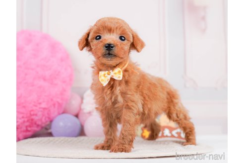 成約済の神奈川県のタイニープードル-293562の4枚目