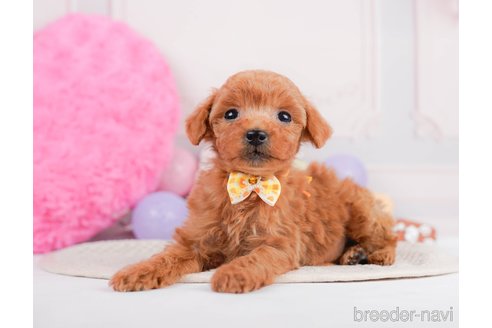 成約済の神奈川県のタイニープードル-293562の6枚目