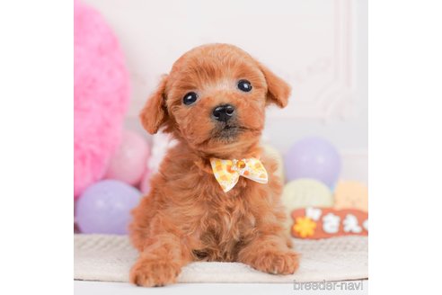 成約済の神奈川県のタイニープードル-293562の7枚目