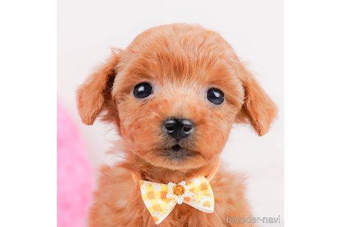 成約済の神奈川県のタイニープードル-293562の8枚目