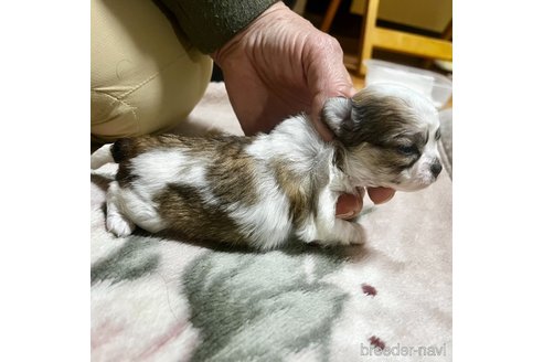 成約済の千葉県のチワワ(ロングコート)-293586の5枚目