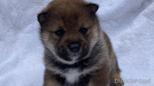 成約済の広島県の柴犬-293604の1枚目