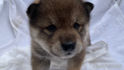 成約済の広島県の柴犬-293605の3枚目