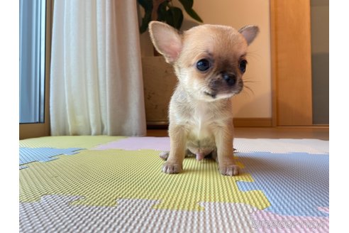 成約済の静岡県のチワワ(スムースコート)-290818の2枚目