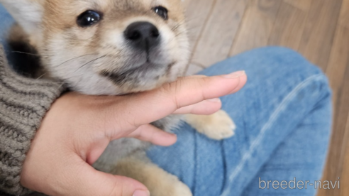 成約済の栃木県の柴犬-293650の2枚目