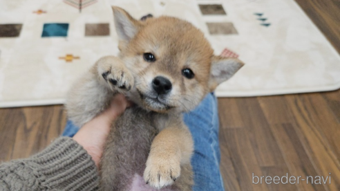 成約済の栃木県の柴犬-293650