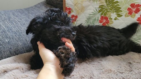 成約済の神奈川県のミックス犬-292372の2枚目
