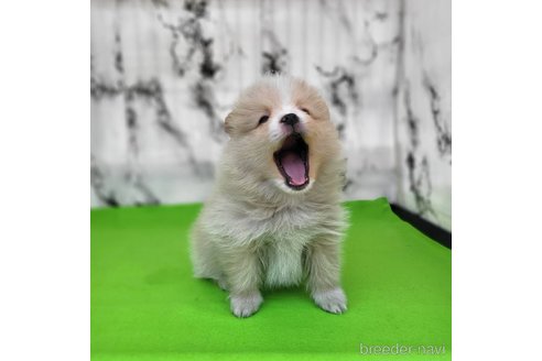 成約済の茨城県のポメラニアン-289469の4枚目