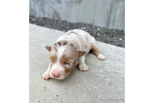 成約済の山梨県のオーストラリアンシェパード-291542