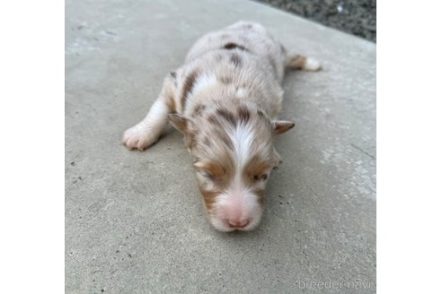 成約済の山梨県のオーストラリアンシェパード-291542の2枚目