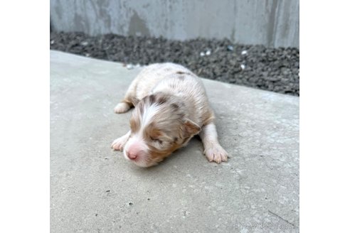 成約済の山梨県のオーストラリアンシェパード-291542の3枚目