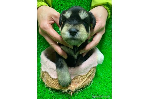 成約済の静岡県のミニチュアシュナウザー-293699の1枚目