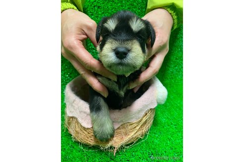 成約済の静岡県のミニチュアシュナウザー-293699の2枚目