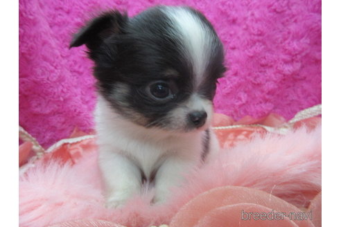 成約済の京都府のチワワ(ロングコート)-293768の11枚目