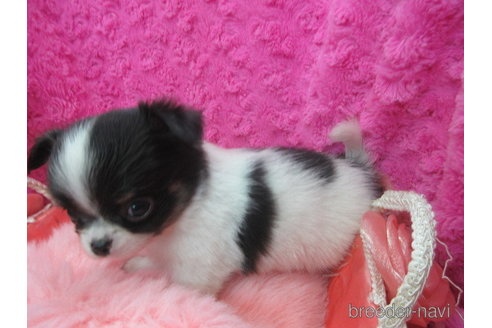 成約済の京都府のチワワ(ロングコート)-293768の10枚目