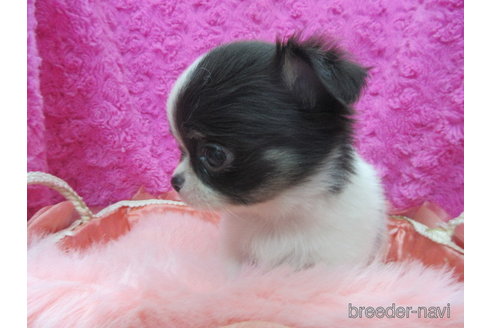 成約済の京都府のチワワ(ロングコート)-293768の9枚目