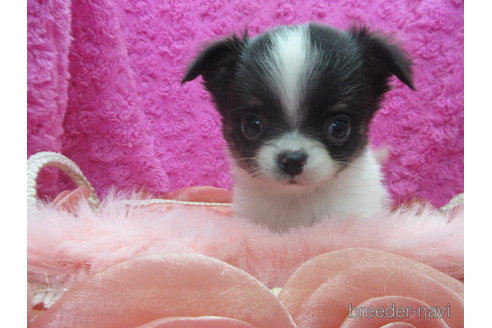 成約済の京都府のチワワ(ロングコート)-293768の8枚目