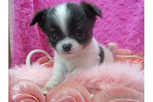 成約済の京都府のチワワ(ロングコート)-293768の1枚目