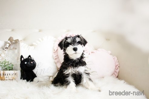 成約済の佐賀県のミニチュアシュナウザー-289669