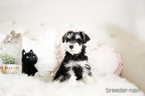 成約済の佐賀県のミニチュアシュナウザー-289669の4枚目