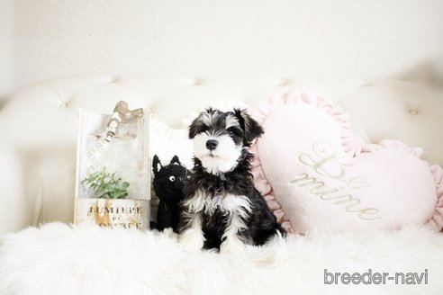 成約済の佐賀県のミニチュアシュナウザー-289669の2枚目