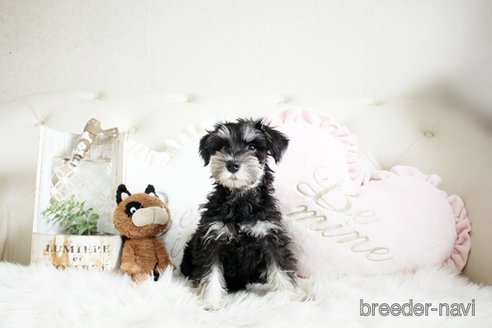 成約済の佐賀県のミニチュアシュナウザー-289671の5枚目