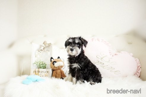 成約済の佐賀県のミニチュアシュナウザー-289671の4枚目