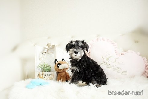 成約済の佐賀県のミニチュアシュナウザー-289671の3枚目