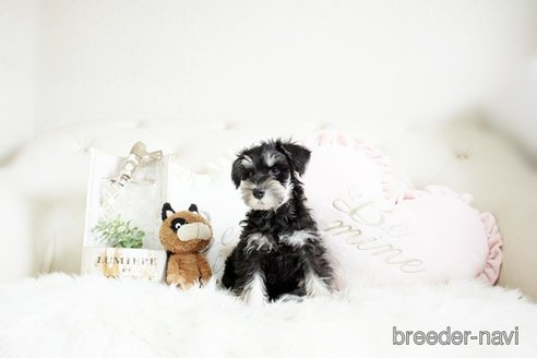 成約済の佐賀県のミニチュアシュナウザー-289671の2枚目